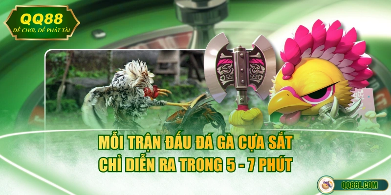 Mỗi trận đấu đá gà cựa sắt chỉ diễn ra trong 5 - 7 phút